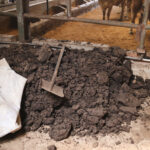 Estiércol mal gestionado: el enemigo silencioso de la rentabilidad ganadera