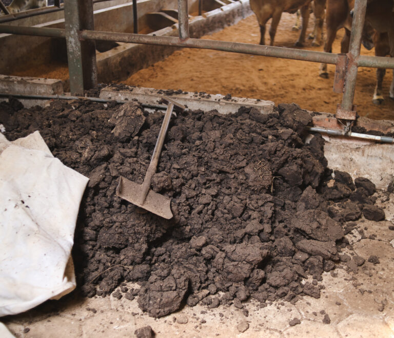 Estiércol mal gestionado: el enemigo silencioso de la rentabilidad ganadera